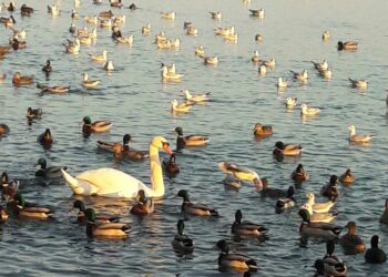MADÁRINFLUENZA –  A vadmadár állományban a fertőzés folyamatosan jelen van