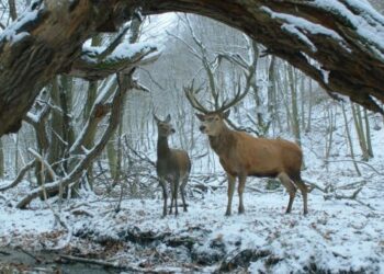 FILMKLUB – Testről és lélekről, még egyszer