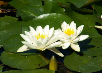 NATÚRA-NAP – Gyógyítás, kikapcsolódás, feltöltődés