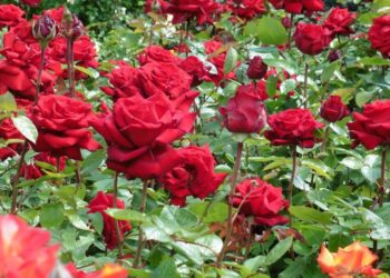 NAPIVIDÁM – Rózsakert a városközpontban