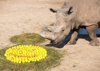 ÁLLATKERT – Pablo tíz éve érkezett Veszprémbe
