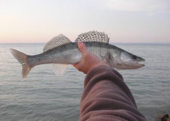 PROBLÉMA – Balatoni hal: ki látott olyat?