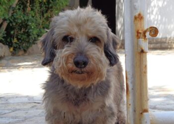 BERCI-BLOG – Állítsuk meg a macskát!