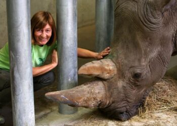 ÁLLATKERT – Egy újabb csinos orrszarvúhölgy érkezett