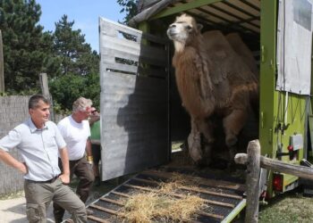 ÁLLATKERT – Tevék érkeztek Dániából