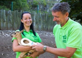 ÁLLATKERT – Sok kis antilopgida született