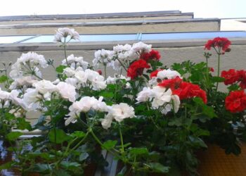 CIVILEK – Aki a virágot szereti…