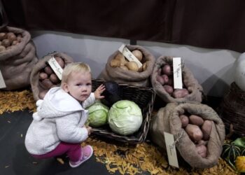 BAKONY EXPO – Ahol a város és a vidék találkozik