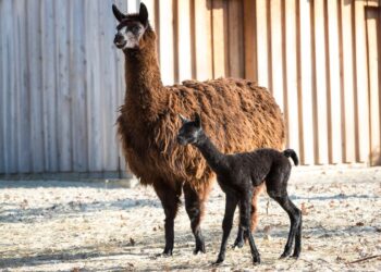 ÁLLATKERT – Alpakacsikó született