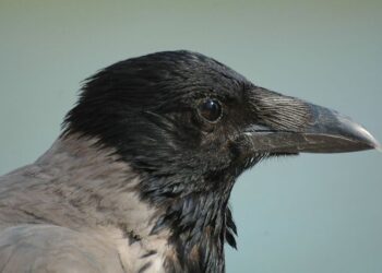 JEGYZET – Varjú a metrón