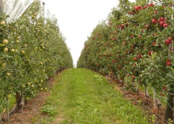 KSH – A gyümölcstermesztés interaktív grafikonon