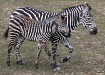 ÁLLATKERT – Zebracsikó született