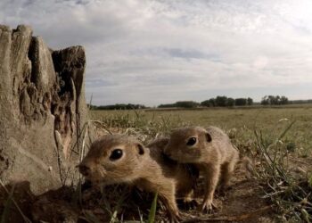 FILMKLUB – Vad Balaton