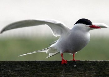 VÁNDORMADARAK – Miért repülnek több ezer kilométert?
