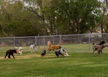 LMP – Kutyafuttatókra van szükség Veszprémben