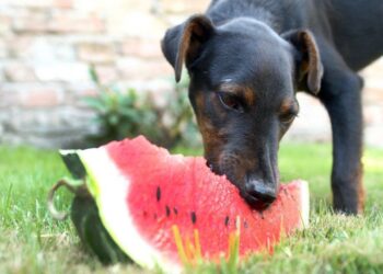 RÉBUSZ – Kongó hangot ad és rezeg. Mi az?