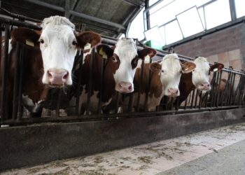 NYOMTASSTEIS! – Másfél millió magyar készül elhagyni az országot