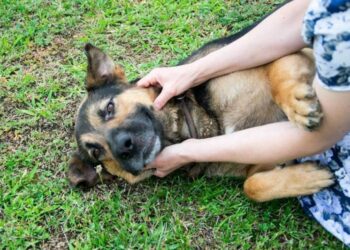 A NÉGYLÁBÚAKÉRT – Önkéntes segítőket vár szombaton az Állatvédő Egyesület