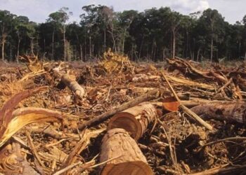 NAGY BAJ – Veszélyben a Föld tüdeje