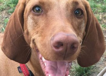 BEÁLLVA – Betépett kanadai kutyák