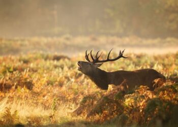 TUDÓSKLUB –  A klímaváltozás hatása a vadgazdálkodás társadalmi-gazdasági környezetére