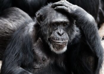 MEGHÖKKENTŐ – Nem tudunk többet a majmoknál?