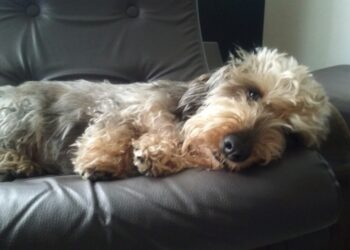 NÉGY LÁBON – Nem hét emberév egy kutyaév, hanem?