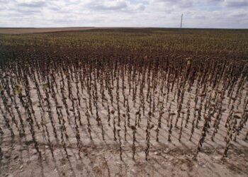 KLÍMAVÁLTOZÁS – Egyre több emberhalált és euromilliárdos károkat okoznak a  hőhullámok