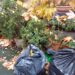 Z&Ouml;LDHULLAD&Eacute;K &ndash; Novemberben n&eacute;gy h&eacute;tv&eacute;g&eacute;n lesz gyűjt&eacute;s
