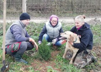 ÁLLATOTTHON – Száz ciprus meg a Gézu karácsonyfája