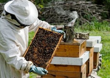 MÉHÉSZET – Uniós zöld fordulat, lehetőség a magyar gazdáknak