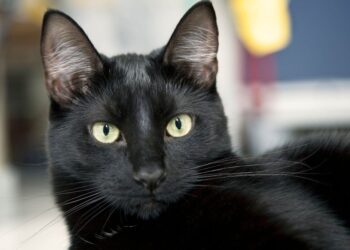 KANDÚRÉLET – A kamaszkor vége