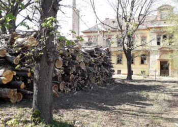 FAKIVÁGÁS – Letarolták a régi gyerekkórház ősfáit!