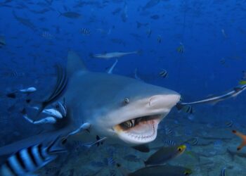 NATIONAL GEOGRAPHIC WILD – Cápafesztivál