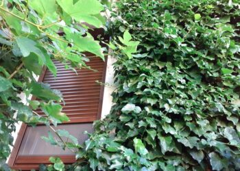 BÉCS – Kötelező homlokzatzöldítés