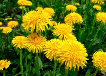 ÉLELMISZERDRÁGULÁS – Együnk gyomnövényeket?