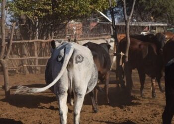 NAGY ÖTLET – Hátul is szemük van a botswanai teheneknek