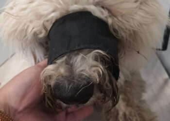 CSUBI – Egy kutyamentés többszörösen rémisztő története