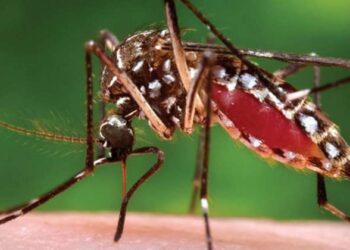 HALÁLOS GÉNMÓDOSÍTÁS – A floridai szúnyogoknak annyi