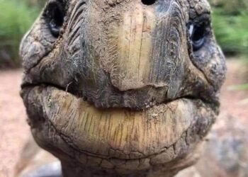 JONATHAN – Mind a 39 amerikai elnököt túlélte