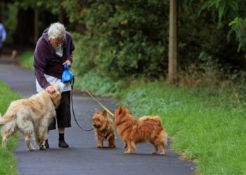 SIKER – Este nyolc után is szabad kutyát sétáltatni