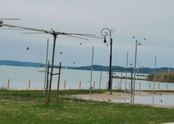 Fecskét látok, szeplőt hányok…