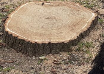 Zöldváros – Faáldozat a fejlődésért