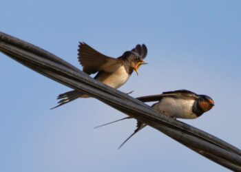 Indul-e városi fecskevédelmi program Veszprémben?