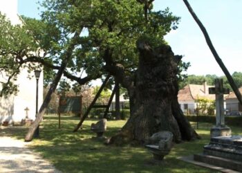 Erdők világnapja: A fák értünk is élnek