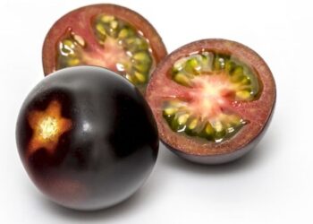 GMO – Piros volt a paradicsom, nem lila