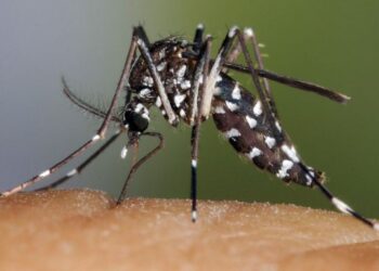 Országos csípőszúnyog-vadászat