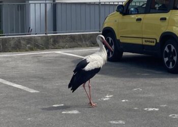 Lassíts! Gólya az úton!