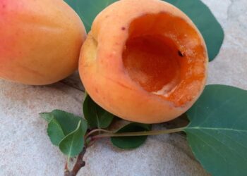 UBORKASZEZON – Hát ezt ki tette? A fakopáncs?