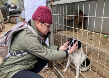 JÓ SZÍVVEL – Otthont az Állatoknak